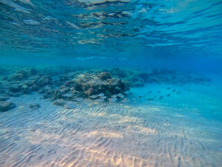 Shoal of Sargos or White Seabream swimming at the coral reef in the Red Sea, Egypt..