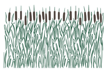 Bulrush marsh plant, color silhouette on a white background. Seamless pattern horizontal. Doodle sketch style. Vector.
