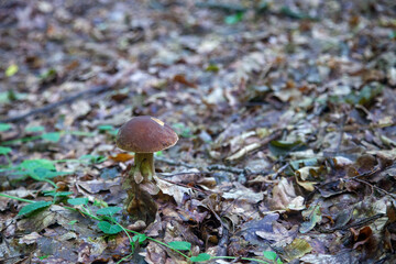 Single Boletus edulis or porcini mushroom growing in the forest. .