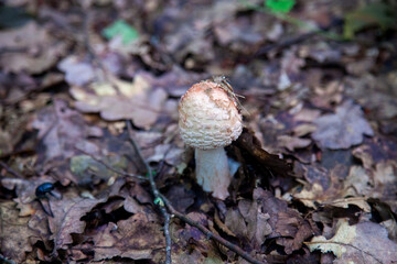 Amanita rubescens, known as blushing amanita in autumn forest..
