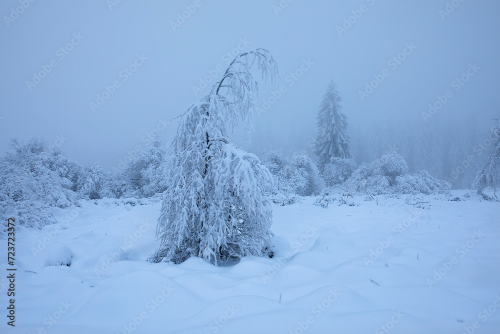 Wall mural beautiful snowy wild landscape