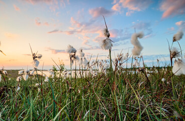 sunset over marsh with cotton grass - 723723318