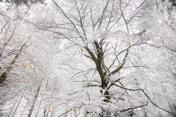 winter forest with beech tree in snow - 723723335