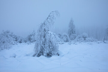 beautiful snowy wild landscape - 723723372
