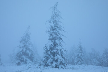 tall fir trees in snow in fog - 723723375