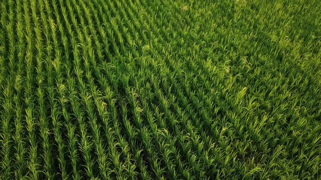 beautiful agriculture scene in growing rice in farm the wonderful scenic parallel pattern of growing organic fresh product in the rice paddy forest climate mountain highland valley in Iran Gilan plain