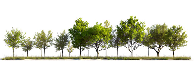 Horizontal of Evergreen trees on a grassy patch isolate on white background