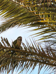 parakeet in a tree