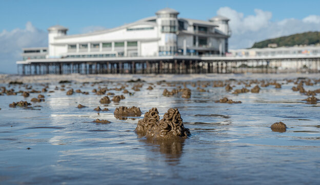 Sandh&auml;ufchen des Wattwurms