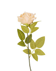 Yellow beige colour stemmed roses transparent background isolated on white background