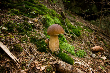 Close-up of a boletus mushroom growing in the forest