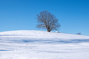 Fototapeta na wymiar A frozen tree near Pavliani, Greece.