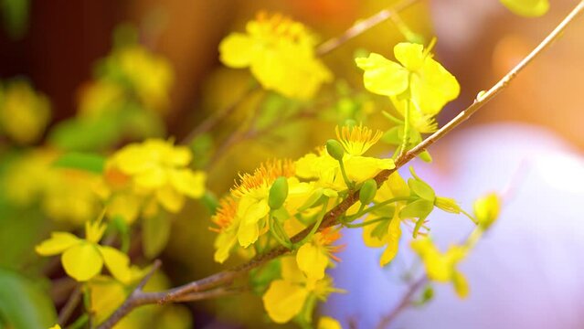 Ochna integerrima or Hoa Mai tree with lucky money. Traditional culture on Tet Holiday in Vietnam