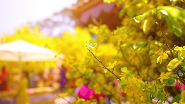 Ochna integerrima or Hoa Mai tree with lucky money. Traditional culture on Tet Holiday in Vietnam