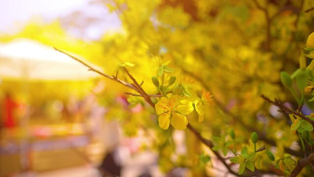 Ochna integerrima or Hoa Mai tree with lucky money. Traditional culture on Tet Holiday in Vietnam