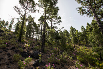 Scene of the Birigoyo peak, La Palma Island, Canary Islands.
