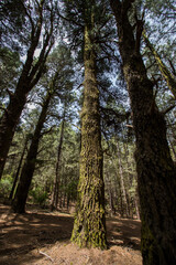 Scene of El Pinar forest in La Palma, Canary islands