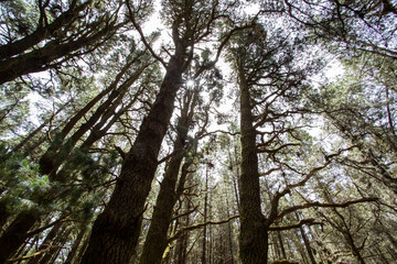 Scene of El Pinar forest in La Palma, Canary islands