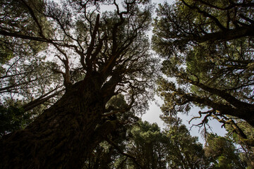 Scene of El Pinar forest in La Palma, Canary islands