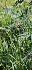 spider in the web ona a herbs in armenia
