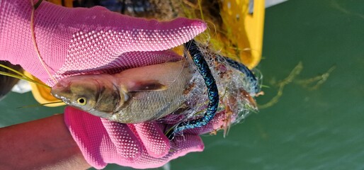 Gokcha barbel Sevan barbel (Barbus goktschaicus) is a species of ray-finned fish in the genus Barbus. It occurs in Lake Sevan and its tributaries. It is often referred to as Gokcha barbel in a literal