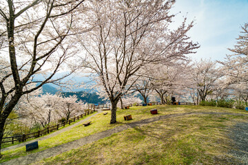 Obraz premium うつぶな公園の桜