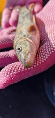 Gokcha barbel Sevan barbel (Barbus goktschaicus) is a species of ray-finned fish in the genus...