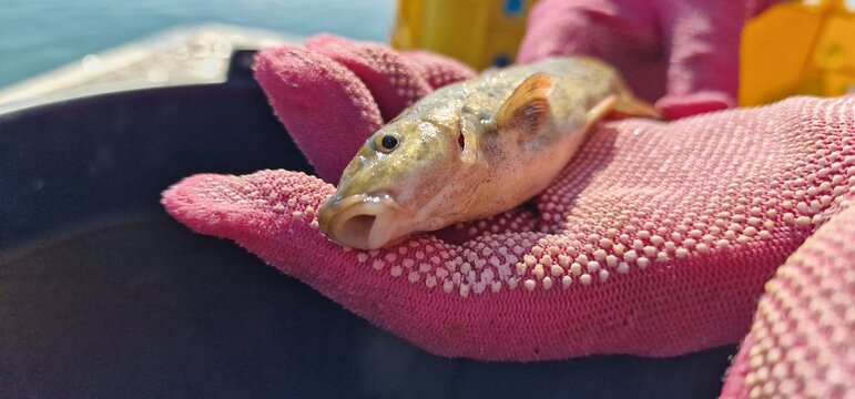 Gokcha barbel Sevan barbel (Barbus goktschaicus) is a species of ray-finned fish in the genus Barbus. It occurs in Lake Sevan and its tributaries. It is often referred to as Gokcha barbel in a literal