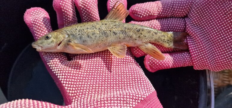 Gokcha barbel Sevan barbel (Barbus goktschaicus) is a species of ray-finned fish in the genus Barbus. It occurs in Lake Sevan and its tributaries. It is often referred to as Gokcha barbel in a literal