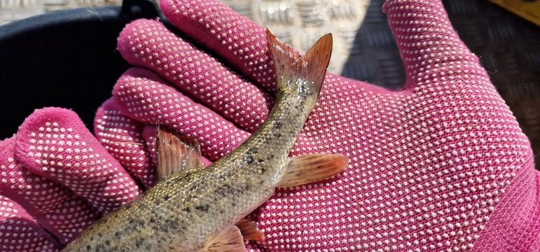 Gokcha barbel Sevan barbel (Barbus goktschaicus) is a species of ray-finned fish in the genus Barbus. It occurs in Lake Sevan and its tributaries. It is often referred to as Gokcha barbel in a literal