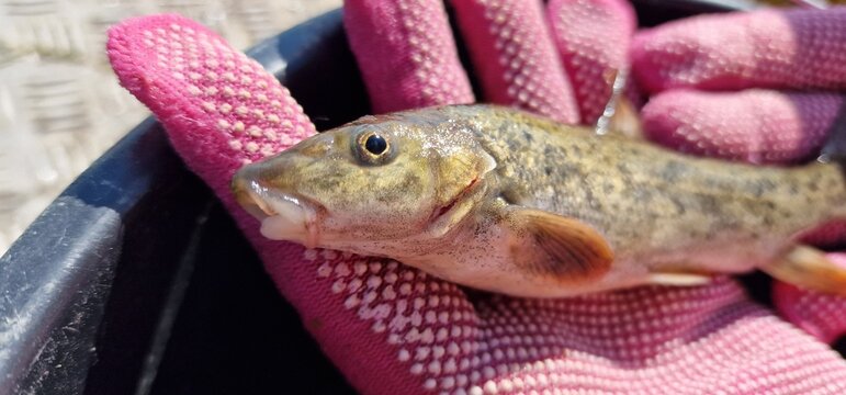 Gokcha barbel Sevan barbel (Barbus goktschaicus) is a species of ray-finned fish in the genus Barbus. It occurs in Lake Sevan and its tributaries. It is often referred to as Gokcha barbel in a literal