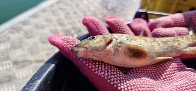 Gokcha barbel Sevan barbel (Barbus goktschaicus) is a species of ray-finned fish in the genus Barbus. It occurs in Lake Sevan and its tributaries. It is often referred to as Gokcha barbel in a literal