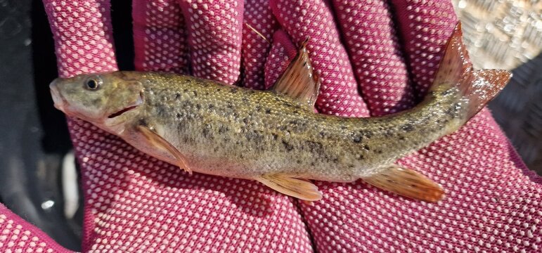 Gokcha barbel Sevan barbel (Barbus goktschaicus) is a species of ray-finned fish in the genus Barbus. It occurs in Lake Sevan and its tributaries. It is often referred to as Gokcha barbel in a literal