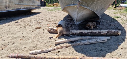 puppies of stray dogs in armenia