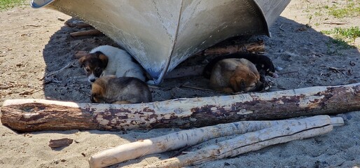 puppies of stray dogs in armenia