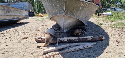 puppies of stray dogs in armenia