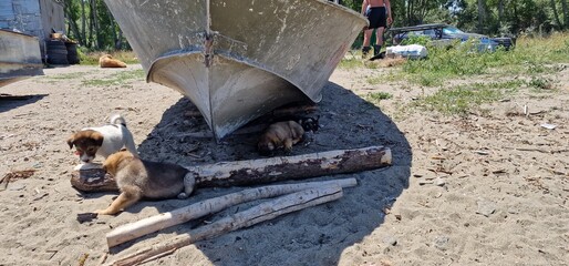 puppies of stray dogs in armenia