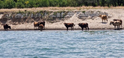 herd of cows in Armenia