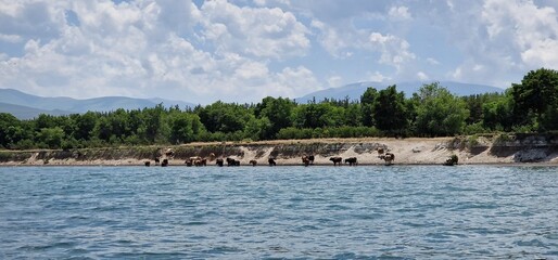 herd of cows in Armenia