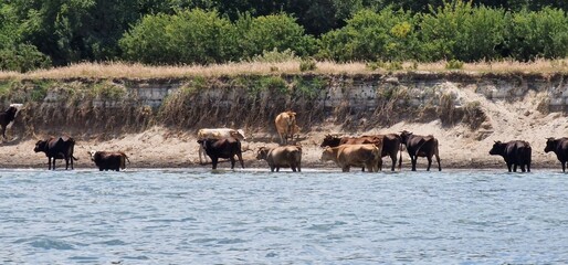 herd of cows in Armenia
