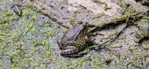 marsh frog (Pelophylax ridibundus) is a species of water frog native to Europe and parts of western Asia. Marsh frog.