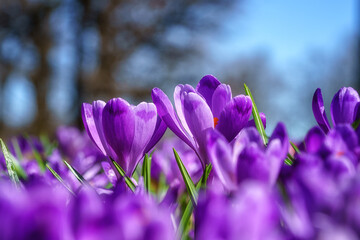 Beautiful purple crocus or saffron flowers in sunlight, macro image. Natural spring floral background suitable for wallpaper or greeting card