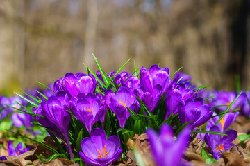 Clump of purple crocus or Geyfel saffron wild growing in the european forest at early spring, nature background
