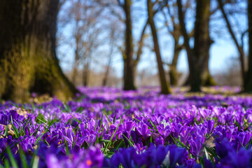 Amazing nature landscape with wild growing purple crocus or saffron flowers in the oak forest,...