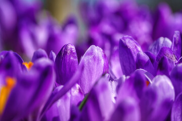 Beautiful purple crocus or saffron flowers in sunlight, macro image. Natural spring floral...