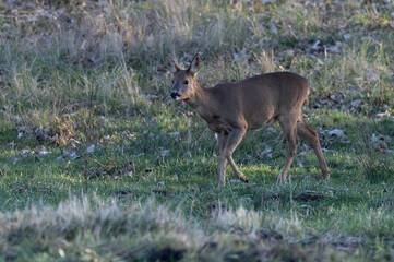 Capreolus capreolus - Roe deer - Chevreuil d'Europe
