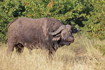 Obraz premium Kaffernbüffel / African buffalo / Syncerus caffer