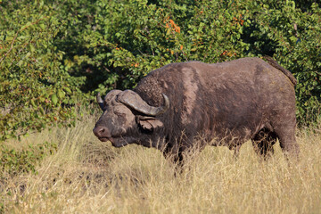 Obraz premium Kaffernbüffel / African buffalo / Syncerus caffer