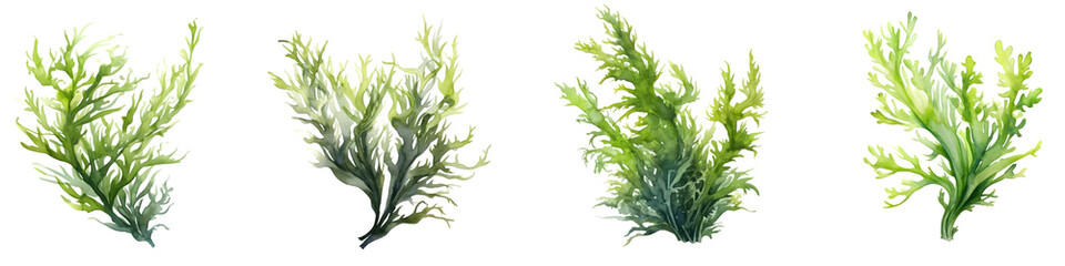 Collection of Green Seaweed Illustrations, Aquatic Marine Algae on Transparent Background
