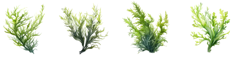 Foto op Plexiglas Collection of Green Seaweed Illustrations, Aquatic Marine Algae on Transparent Background © John